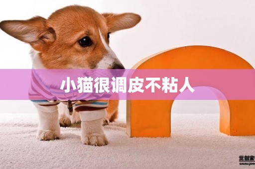 小貓很調皮不粘人