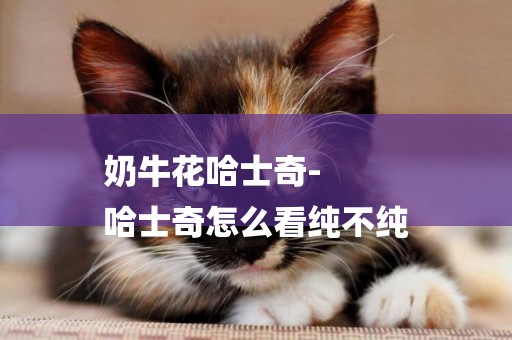 奶牛花哈士奇-
哈士奇怎么看純不純