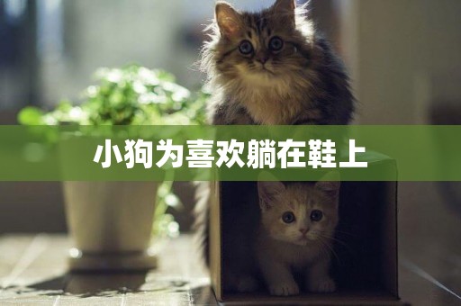 小狗為喜歡躺在鞋上