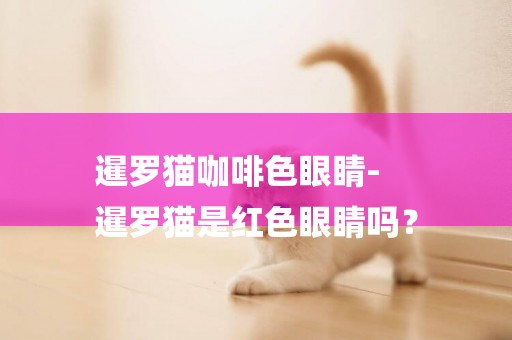 暹羅貓咖啡色眼睛-
暹羅貓是紅色眼睛嗎？