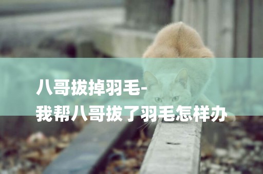 八哥拔掉羽毛-
我幫八哥拔了羽毛怎樣辦