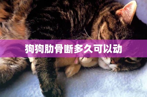 狗狗肋骨斷多久可以動