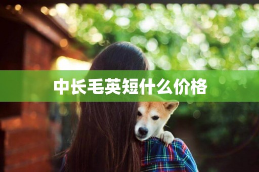 中長毛英短什么價格