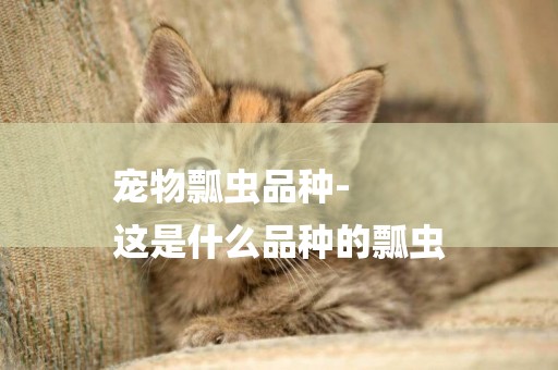寵物瓢蟲品種-
這是什么品種的瓢蟲