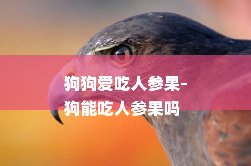 狗狗愛吃人參果-
狗能吃人參果嗎