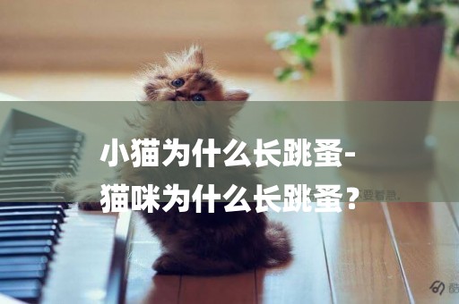 小貓為什么長跳蚤-
貓咪為什么長跳蚤？