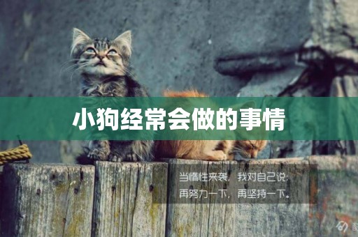 小狗經常會做的事情
