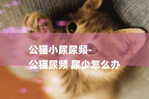 公貓小尿尿頻-
公貓尿頻 尿少怎么辦