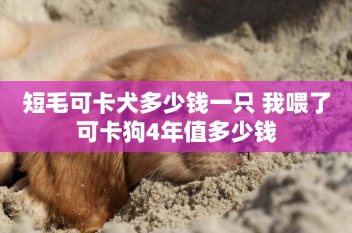 短毛可卡犬多少錢一只 我喂了可卡狗4年值多少錢