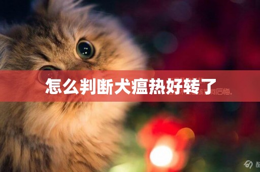 怎么判斷犬瘟熱好轉了