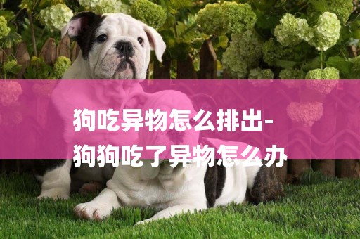 狗吃異物怎么排出-
狗狗吃了異物怎么辦