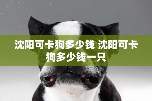 沈陽可卡狗多少錢 沈陽可卡狗多少錢一只