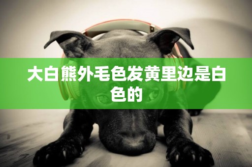 大白熊外毛色發黃里邊是白色的