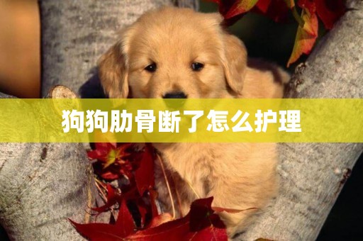 狗狗肋骨斷了怎么護理