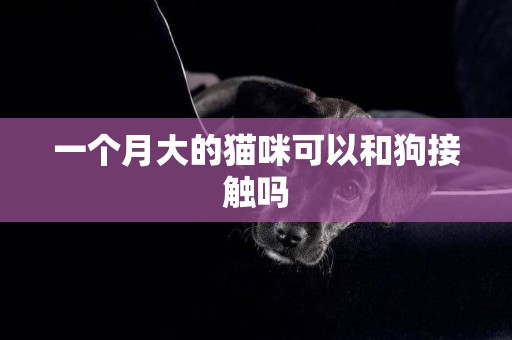 一個月大的貓咪可以和狗接觸嗎