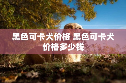 黑色可卡犬價格 黑色可卡犬價格多少錢