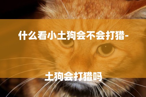 什么看小土狗會不會打獵-
土狗會打獵嗎