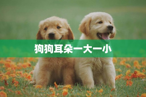 狗狗耳朵一大一小