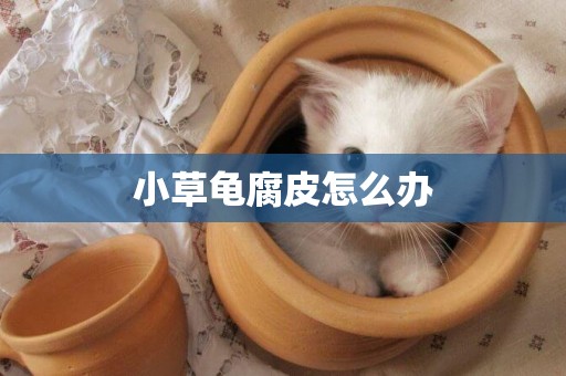 小草龜腐皮怎么辦