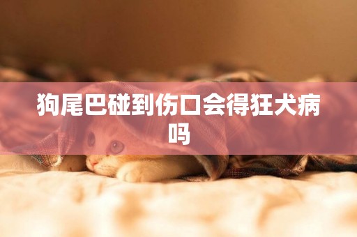 狗尾巴碰到傷口會得狂犬病嗎