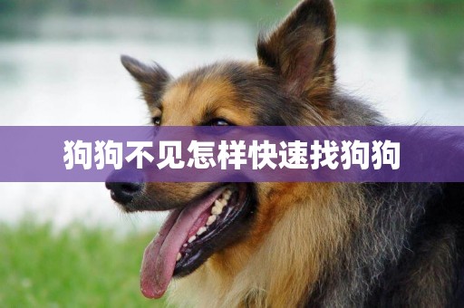 狗狗不見怎樣快速找狗狗