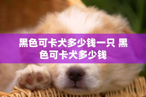 黑色可卡犬多少錢一只 黑色可卡犬多少錢