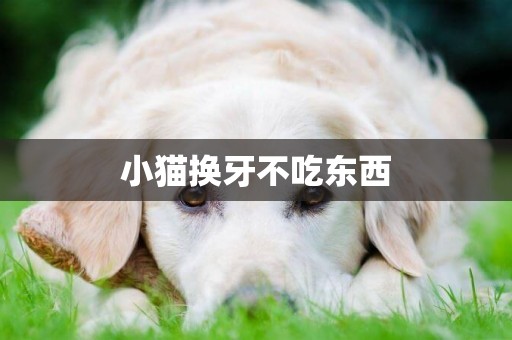 小貓換牙不吃東西