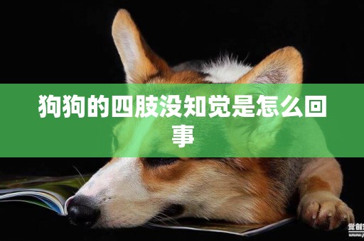 狗狗的四肢沒知覺是怎么回事