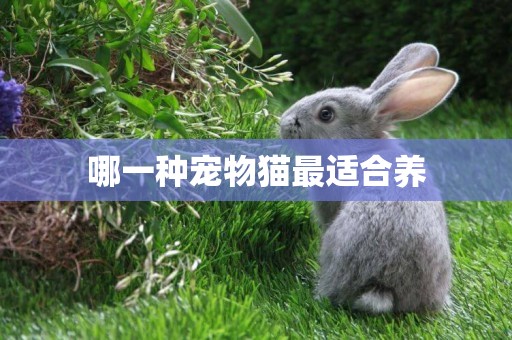 哪一種寵物貓最適合養