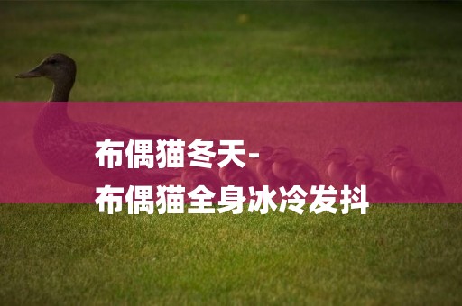 布偶貓冬天-
布偶貓全身冰冷發抖