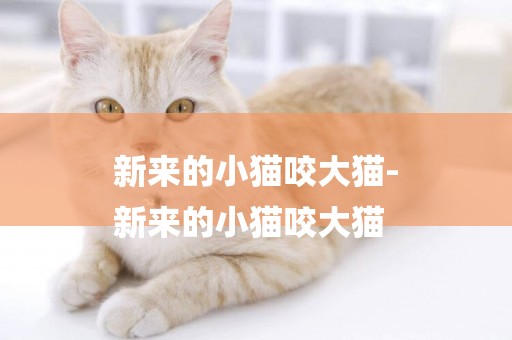新來的小貓咬大貓-
新來的小貓咬大貓