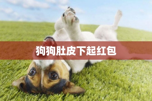 狗狗肚皮下起紅包