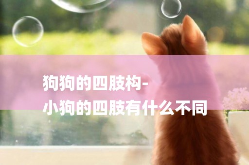 狗狗的四肢構-
小狗的四肢有什么不同