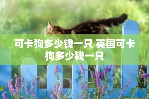 可卡狗多少錢一只 英國可卡狗多少錢一只