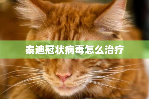 泰迪冠狀病毒怎么治療