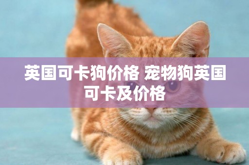 英國可卡狗價格 寵物狗英國可卡及價格