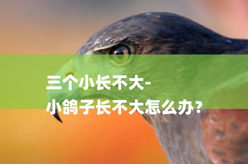三個小長不大-
小鴿子長不大怎么辦？