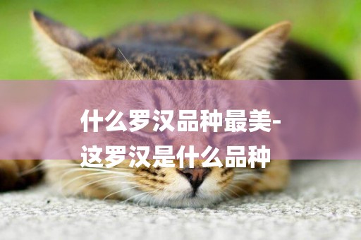什么羅漢品種最美-
這羅漢是什么品種