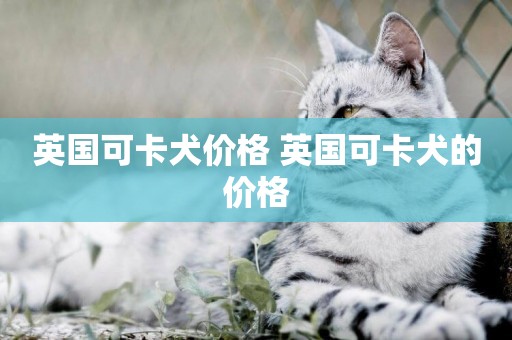 英國可卡犬價格 英國可卡犬的價格