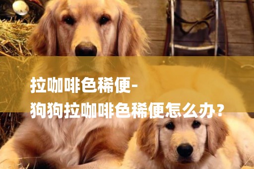 拉咖啡色稀便-
狗狗拉咖啡色稀便怎么辦？