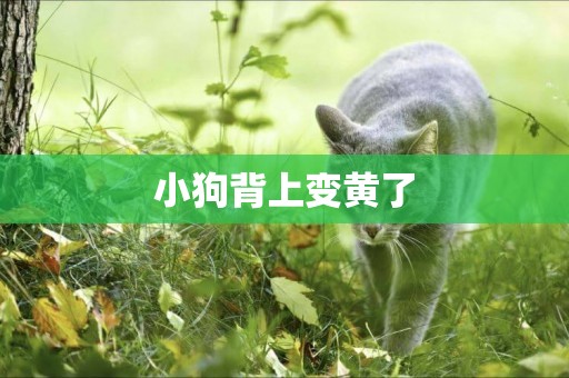 小狗背上變黃了