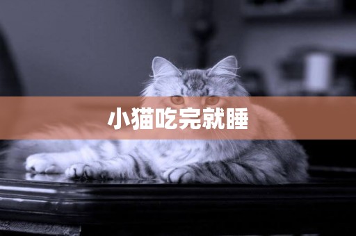 小貓吃完就睡