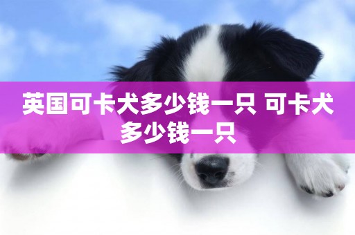 英國可卡犬多少錢一只 可卡犬多少錢一只