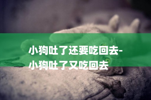 小狗吐了還要吃回去-
小狗吐了又吃回去