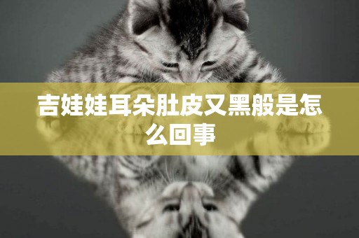 吉娃娃耳朵肚皮又黑般是怎么回事