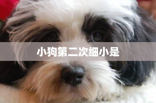 小狗第二次細小是