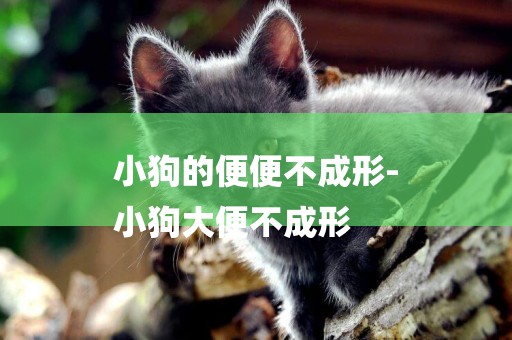 小狗的便便不成形-
小狗大便不成形