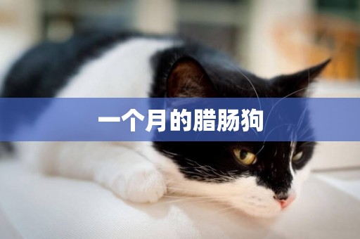 一個月的臘腸狗