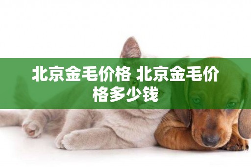 北京金毛價格 北京金毛價格多少錢