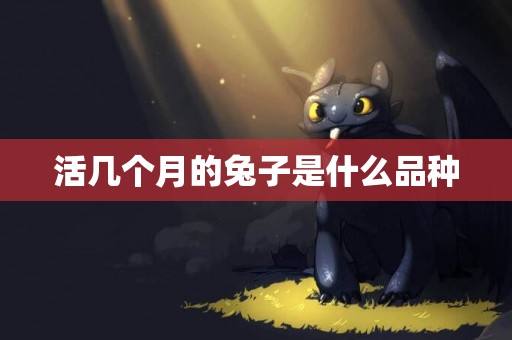 活幾個月的兔子是什么品種